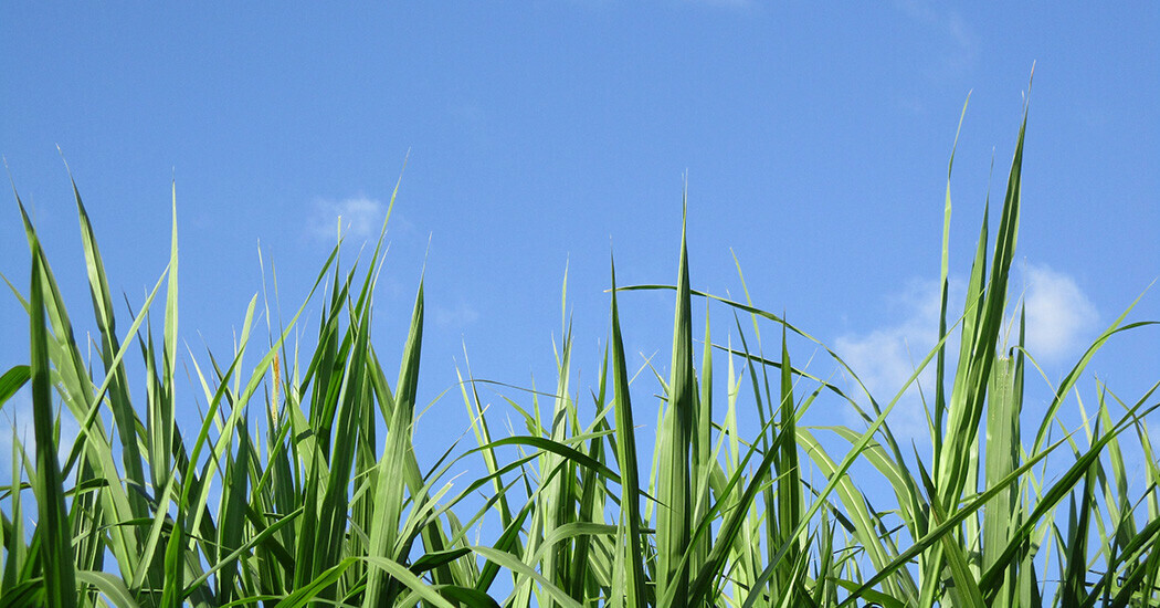 blades of green grass against a bright blue sky